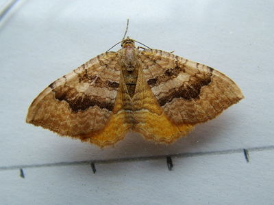 Yellow Shell